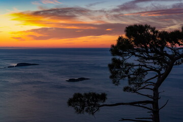 Fototapeta na wymiar Silhouette Pine tree on sunset time. Dalmatian coast of the Adriatic Sea. Croatia.