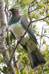 A Native New Zealand Kereru (wood pigeon) perched on a branch on Tiritiri Matangi Island, Hemiphaga novaeseelandiae