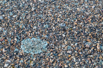 Lichen on gravel ground.