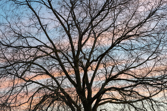 Ulmus. Elm tree silhouette in winter without leaves at sunset.