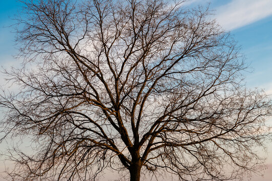 Elm, tree in winter without leaves. Ulmus.