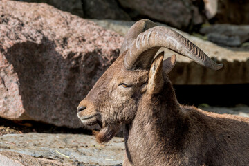 East Caucasian Tur (Capra cylindricornis)