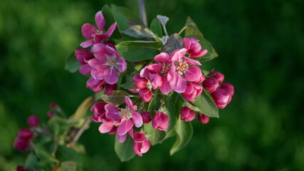Fototapeta premium Spring landscape - a blossoming apple tree in the rays of the setting sun. Bright pink flowers on an apple tree against the background of a city park.