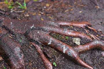 The part of the root system of a tree that has come out from under the soil. It looks like a chicken leg.