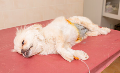 Veterinary clinic, a surgeon doctor performs an operation to remove pyometra from a Pekingese dog. Sterilization of animals. Closeup emergency surgery. Treatment and rescue animals.