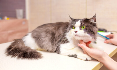 Grooming animals, haircut, drying and styling cats, combing wool. Grooming master cuts and shaves, cares for a cat. Beautiful British kitten.