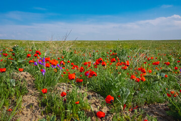 Naklejka na ściany i meble Blooming red poppy flowers in May. Spring season in steppe concept. Nature landscape.