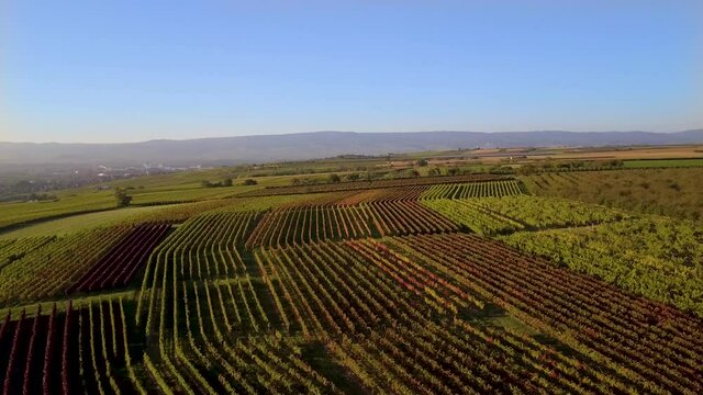 Luftbild mit Drohne von herbstlichen Weinbergen der Winzer Rheinhessens bei Großwinternheim in der Nähe von Ingelheim und Bingen während des Sonnenuntergangs im Herbst, Kaiserpfalz, Rheinland Pfalz