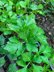 leaves in the garden
