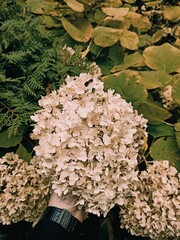 hydrangea