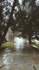 foggy alley