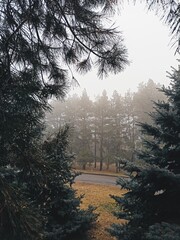 foggy forest