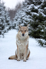 wolf in a snowy winter forest