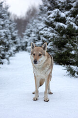 wolf in a snowy winter forest