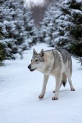 wolf in a snowy winter forest
