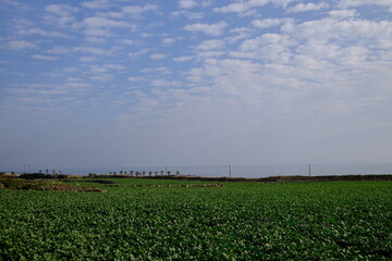 Beautiful scenery of Jeju Island, South Korea
