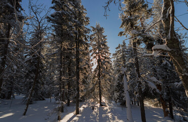 winter forest in the snow