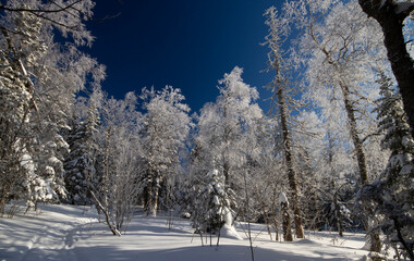 winter forest in the snow