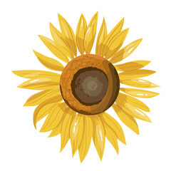 Sunflower flower isolated on white background