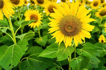 Beautiful sunflower flower blooming in sunflowers field.Thailand.