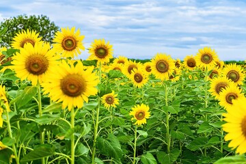 Beautiful sunflower flower blooming in sunflowers field.Thailand.