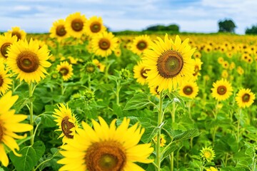 Fototapeta premium Beautiful sunflower flower blooming in sunflowers field.Thailand.