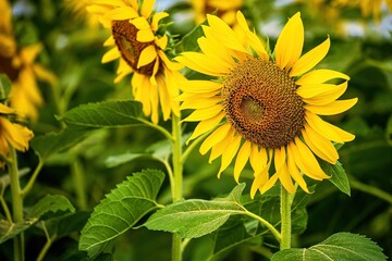 Fototapeta premium Beautiful sunflower flower blooming in sunflowers field.Thailand.
