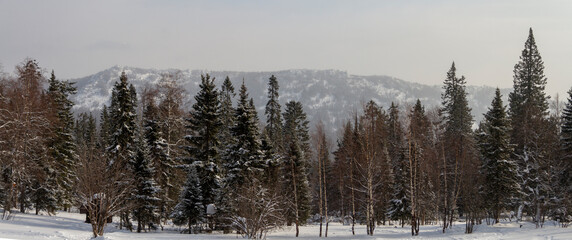 Winter landscpe. Snow-covered coniferous forest in sunny weather. Russia. National Park.