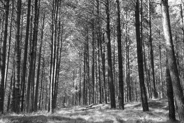 Foto auf Leinwand black and white picture of forest plantation © Antje