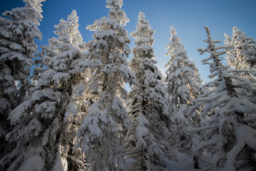Winter lanscape. Snow-covered coniferous forest in sunny weather. Russia. National Park.