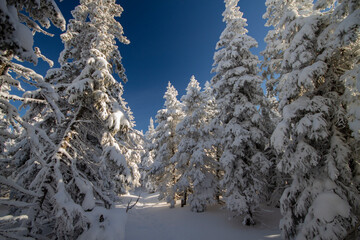 Winter lanscape. Snow-covered coniferous forest in sunny weather. Russia. National Park.