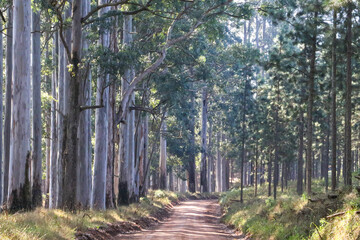 sand road through the woods