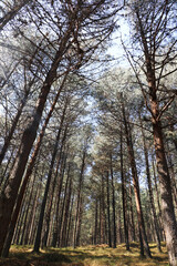 Fototapeta premium view into a tree plantation