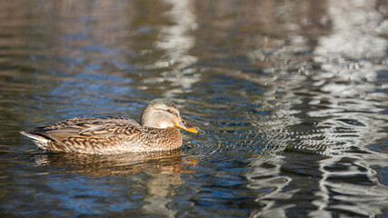 Stockente im Wasser