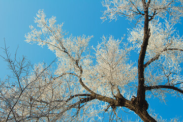 Frozen tree with frost and bare white branches on blue background. Winter landscape