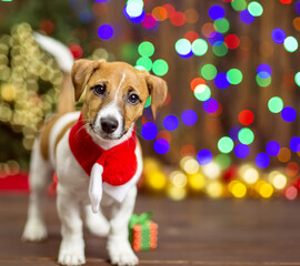 A small puppy of Jack Russell breed  on a wooden floor against the background of a Christmas tree decorated for Christmas. Merry christmas concept.