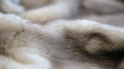 Fototapeta na wymiar defocus mink fur texture close-up background. closeup. soft focus, selective focus