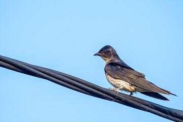 Grey-breasted Martin (Progne chalybea) in park, Montevideo, Uruguay