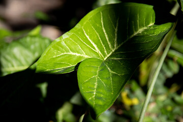 Beauty of Nature, curve of Fresh Green Leaf , 
showing detail on Texture and Pattern 