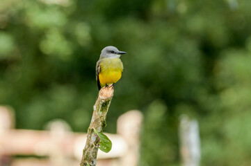 Tropical Kingbird (Tyrannus melancholicus) in tropical forest of Papaturro River area, Nicaragua