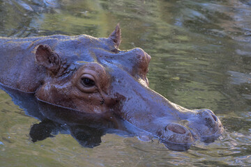 Close up a portrait of Hippopotamus in the POnd