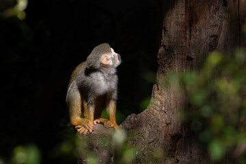 Close up Common Squirrel Monkey, Saimiri Sciureus