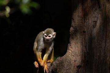 Close up Common Squirrel Monkey, Saimiri Sciureus