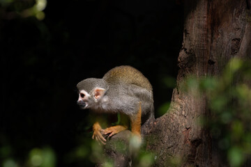 Close up Common Squirrel Monkey, Saimiri Sciureus