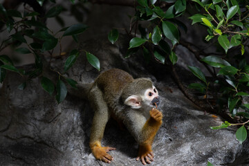 Close up Common Squirrel Monkey, Saimiri Sciureus