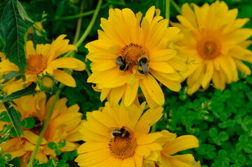 bumblebees pollinate flowers in the garden. Macro, the background is blurred.