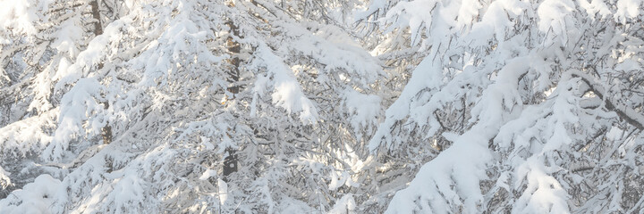 Beautiful snow-covered trees in the winter forest. There is a lot of snow on the branches of larch trees. Cold snowy weather. Amazing northern nature. Wide panoramic winter background. Close-up.