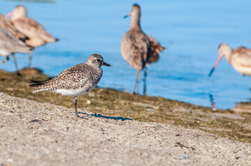 Migrating Black-bellied Plover (Pluvialis squatarola) in Malibu Lagoon, California, USA