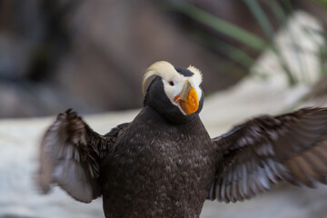Puffin