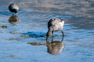 Molting Brent Goose (Branta bernicla) and American Coot (Fulica americana) in Malibu Lagoon,...